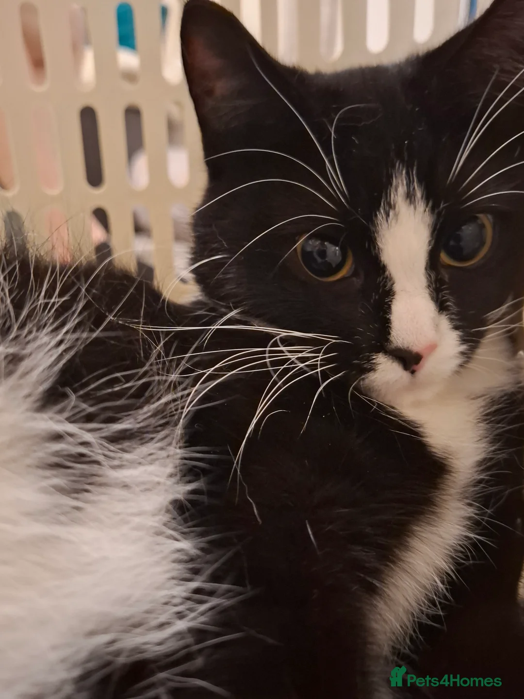 Gallery Image {{count}}