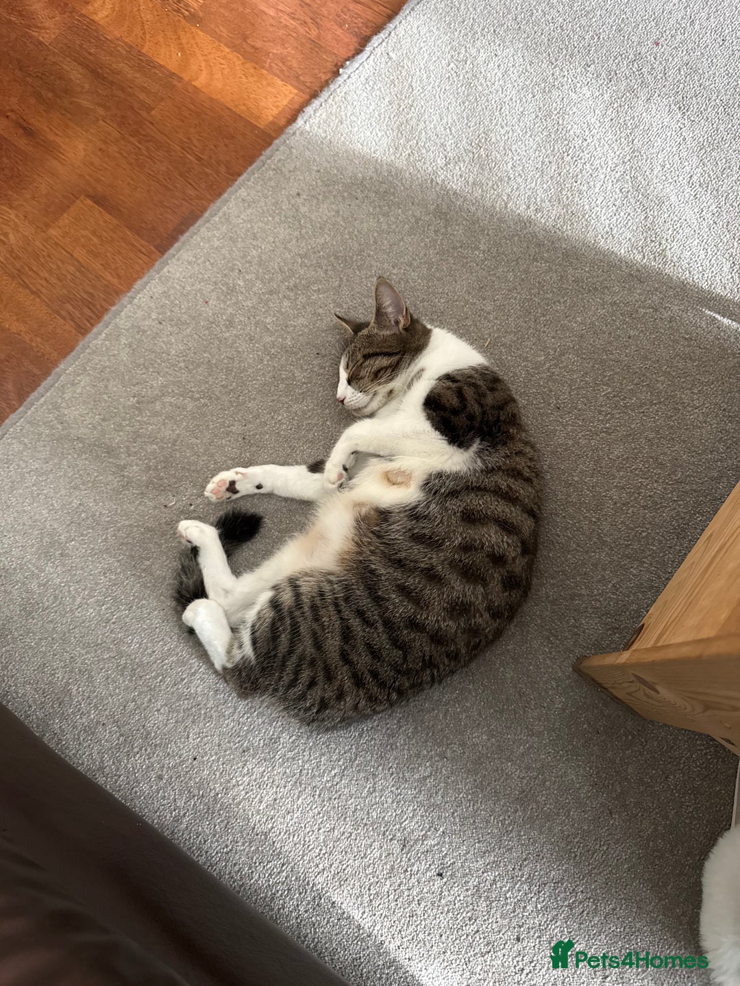 Domestic Shorthair cats for sale: Free girl cat (spayed) - Image 13