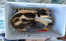 British Shorthair cats for sale: Lovely Petite Calico Cat (2yrs old) needs new home - Image 2