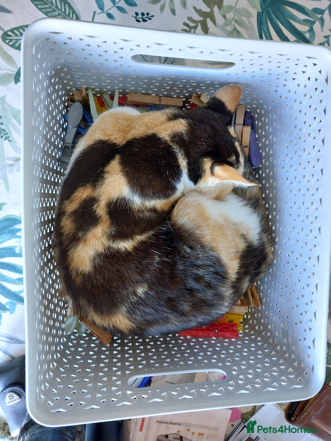 British Shorthair cats for sale: Lovely Petite Calico Cat (2yrs old) needs new home - Image 2