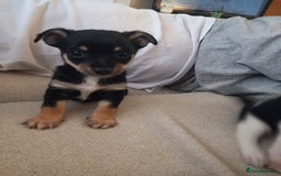 Jack Russell dogs for sale: 2 beautiful Jack Russell puppys - Image 1
