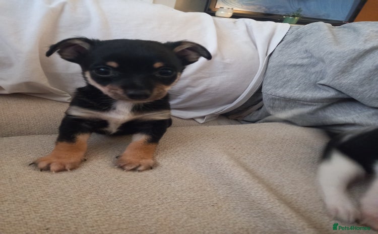 Jack Russell dogs - Advert 1