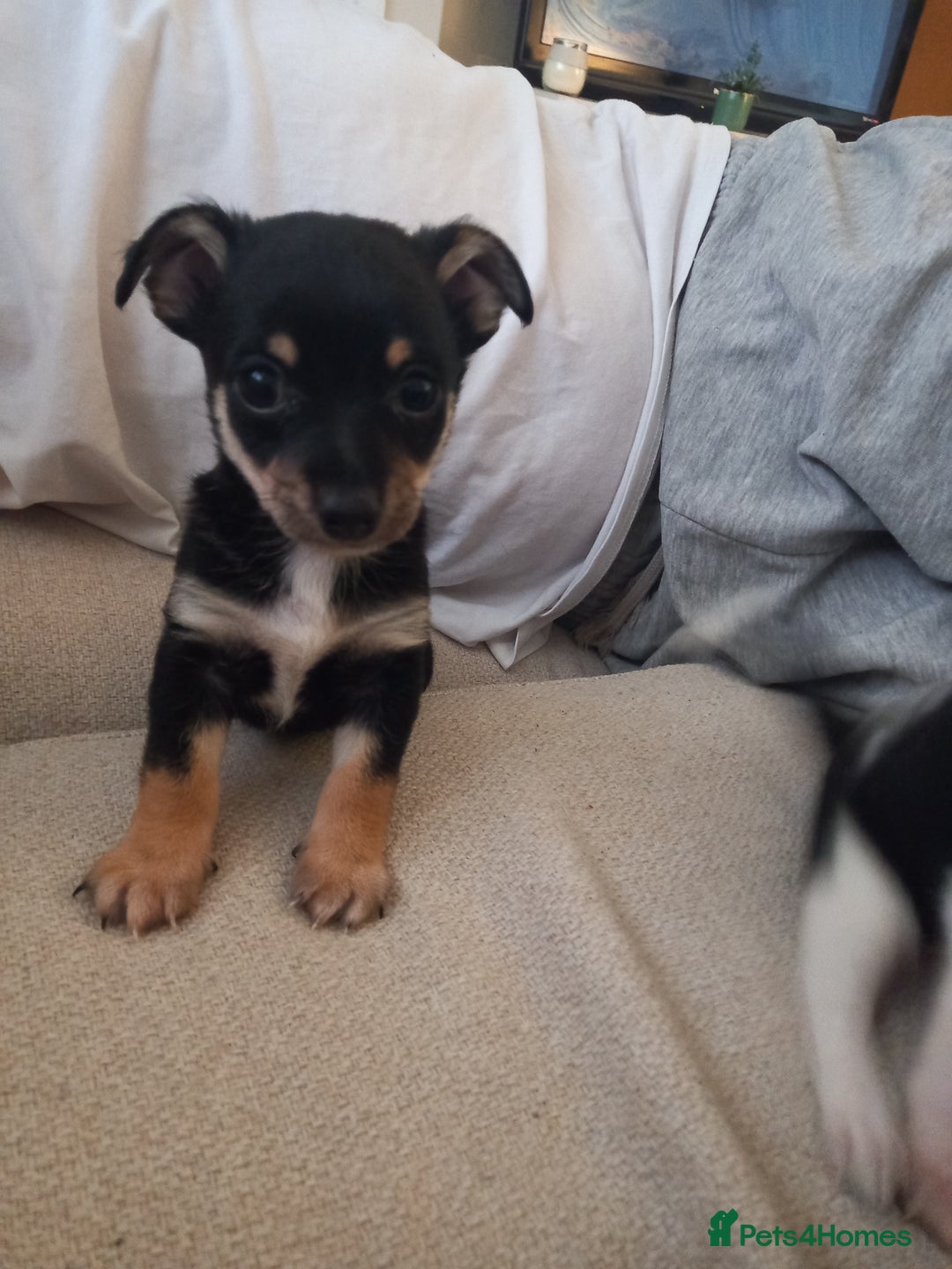 Jack Russell dogs for sale: 2 beautiful Jack Russell puppys - Image 1