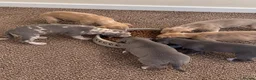 Italian Greyhound dogs for sale: Italian greyhound x whippet - Advert 7