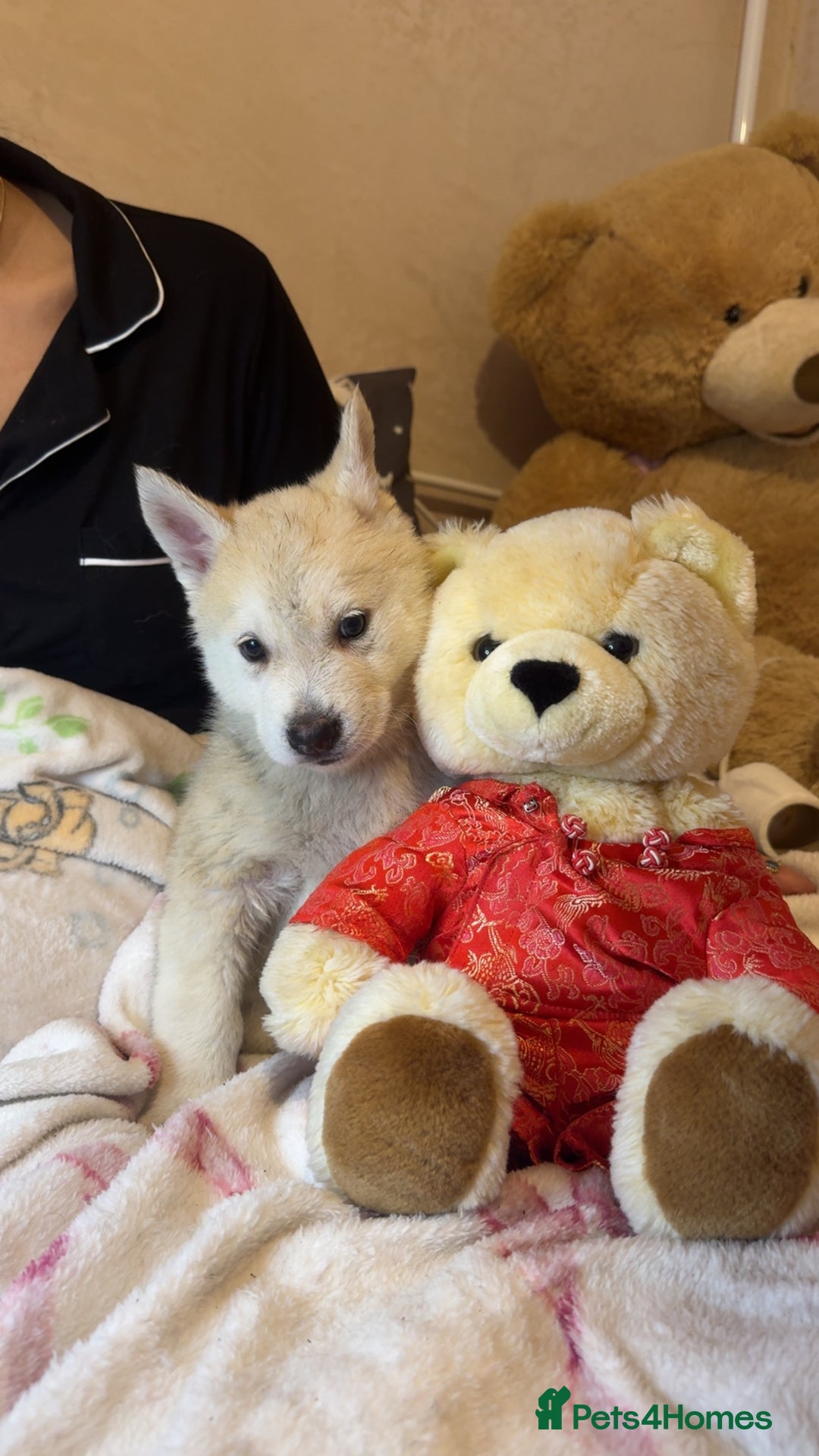 Siberian Husky dogs for sale: Siberian husky  - Advert 26