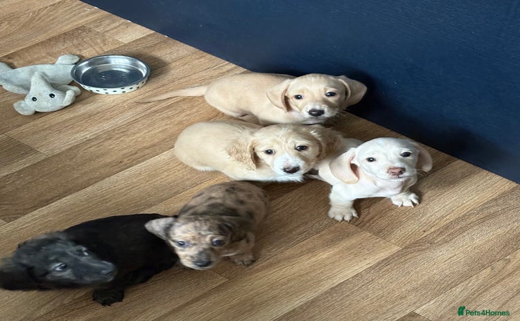 Miniature Dachshund dogs - Advert 8