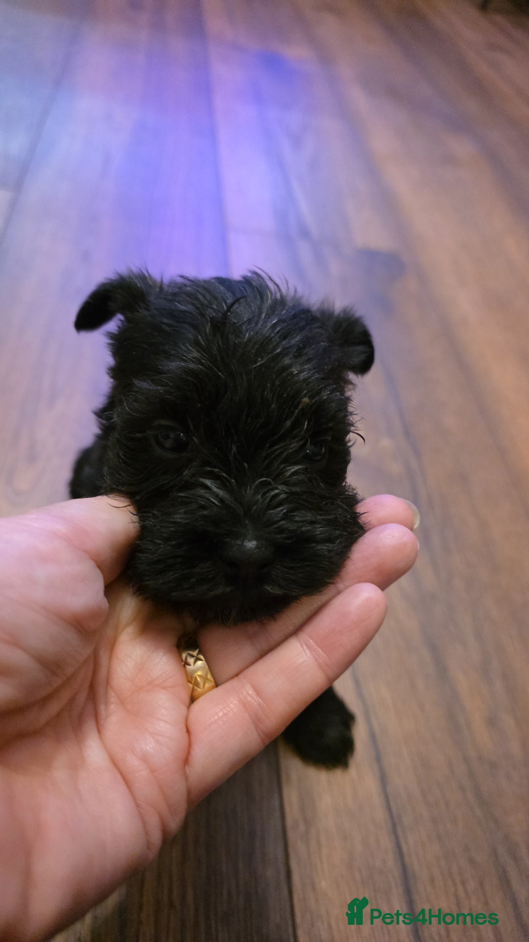 Miniature Schnauzer dogs for sale: Beautiful  miniature schnauzers - Advert 5