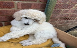 Standard Poodle dogs for sale: Standard poodle  - Image 37