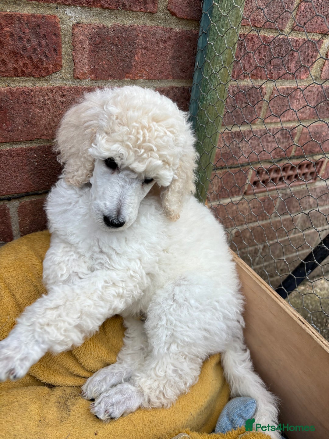 Standard Poodle dogs for sale: Standard poodle  - Image 37