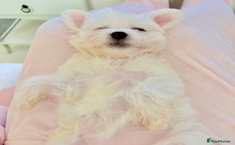 Morkie dogs - Advert 1