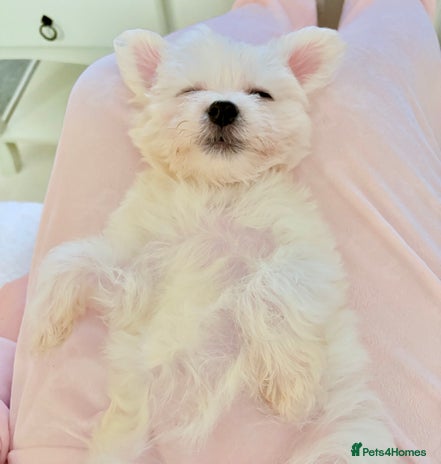 Morkie dogs - Advert 1