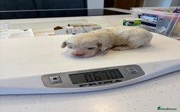 Clumber Spaniel dogs for sale: KC Clumber Spaniels  - Image 8