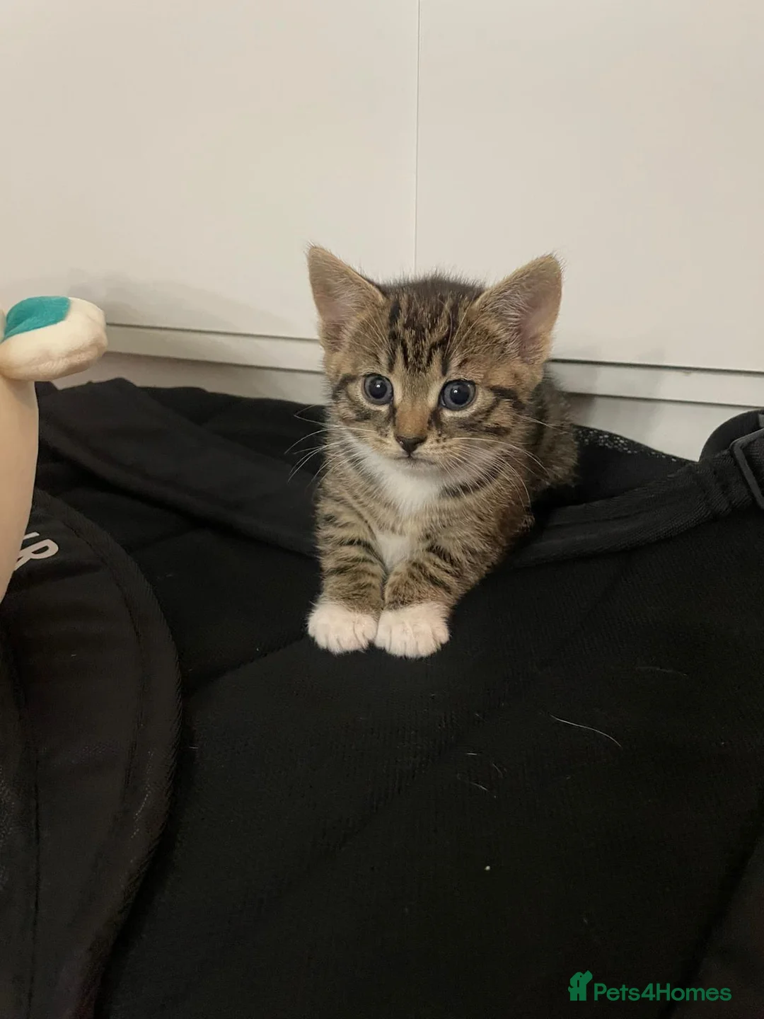 Domestic Shorthair cats for sale: Kittens  - Advert 8