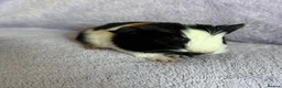 Guinea Pig rodents for sale: Baby boars  - Advert 5