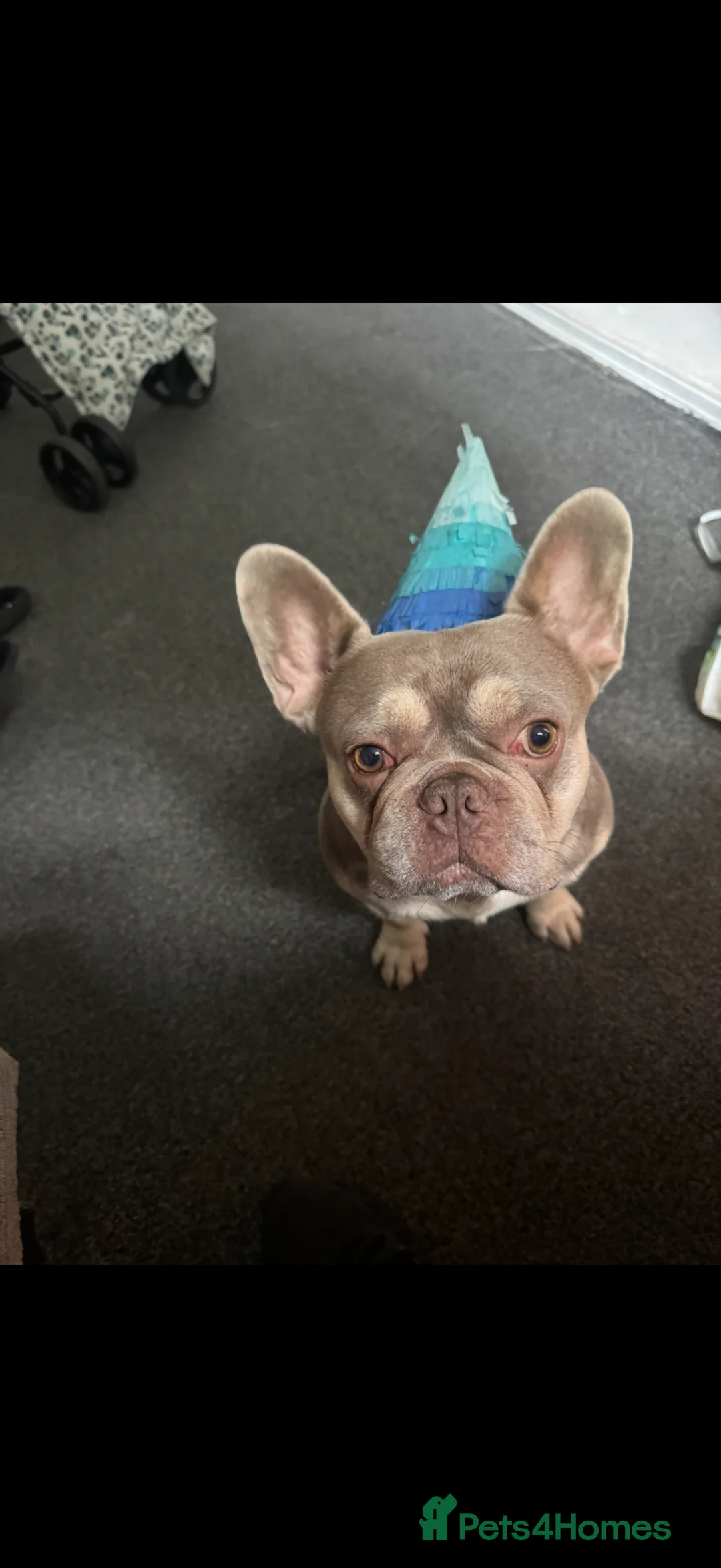 French Bulldog dogs for stud: Tan French bull dog  in Widnes - Advert 2