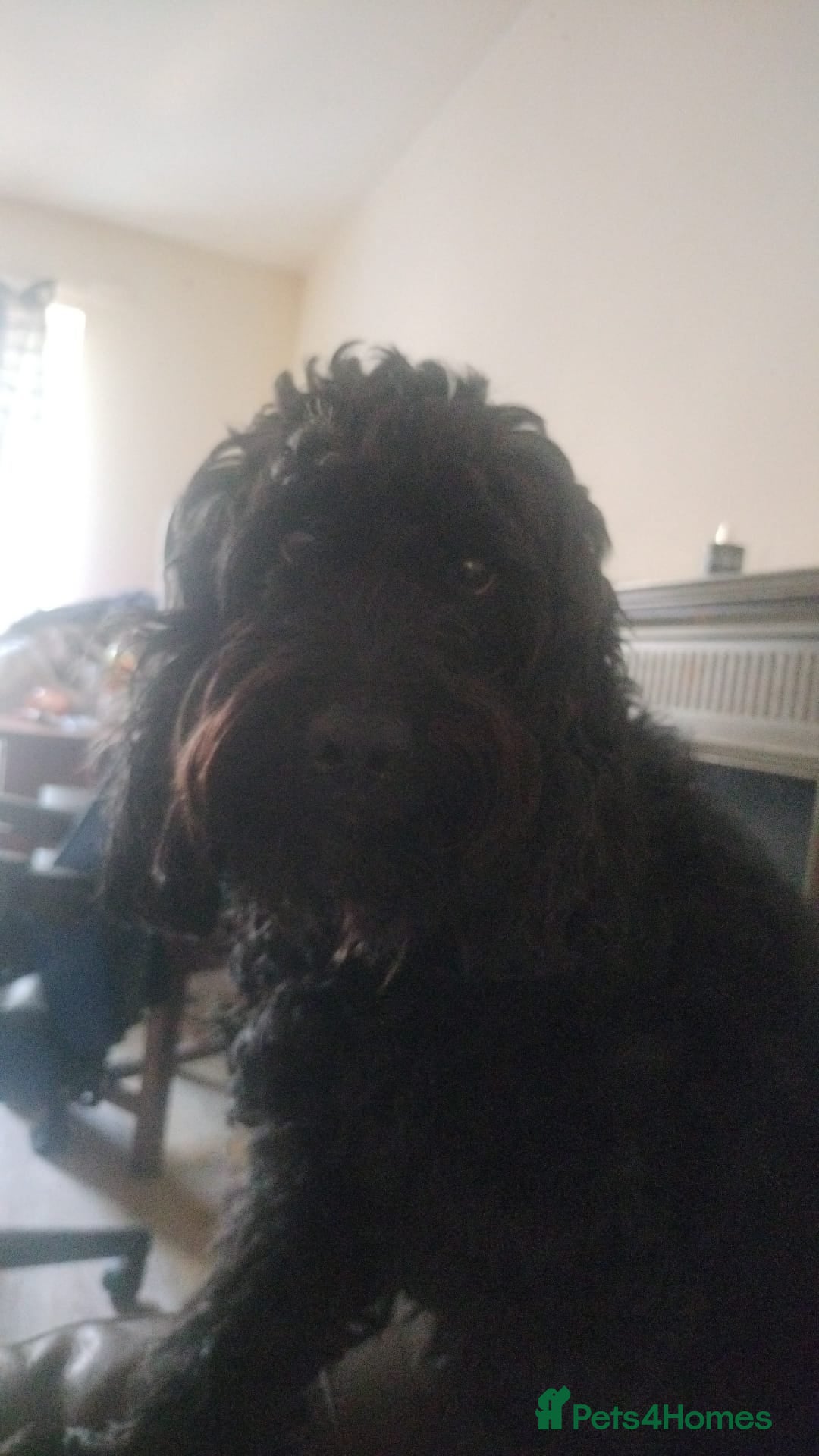 Cockapoo dogs for sale: Beautiful Female Cockapoo - Image 5