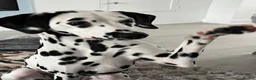 Dalmatian dogs for sale: Dalmation - Advert 6