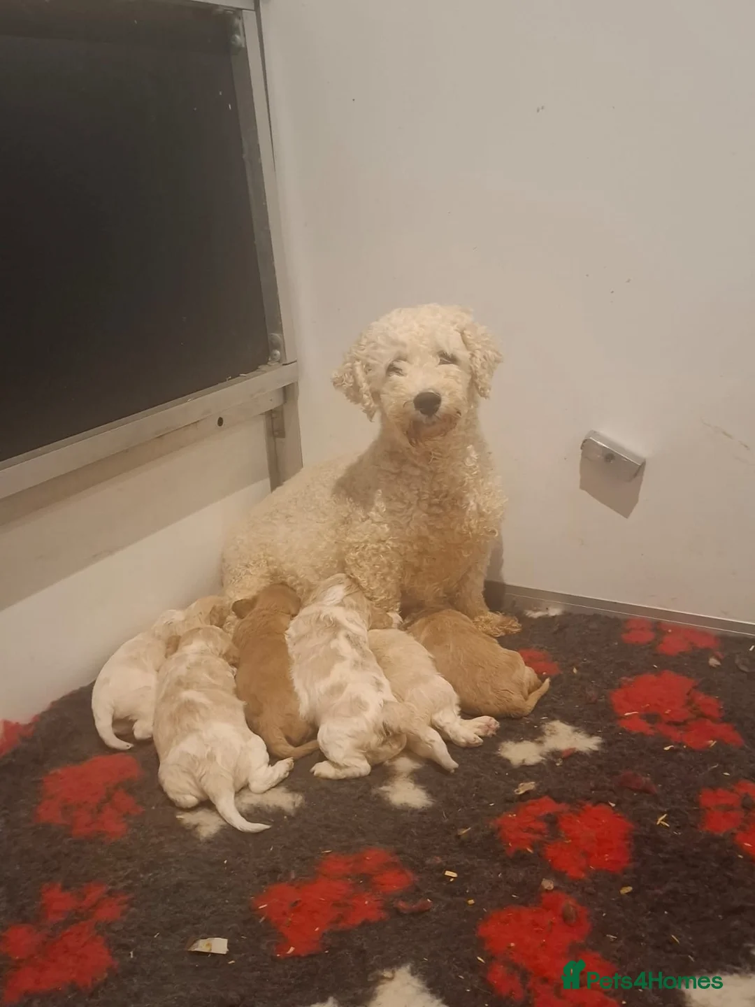 Cavachon dogs for sale: Beautiful Cavachon puppies 💕 - Advert 16