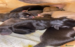 Mixed Breed dogs for sale: Lab cross puppies - Image 6