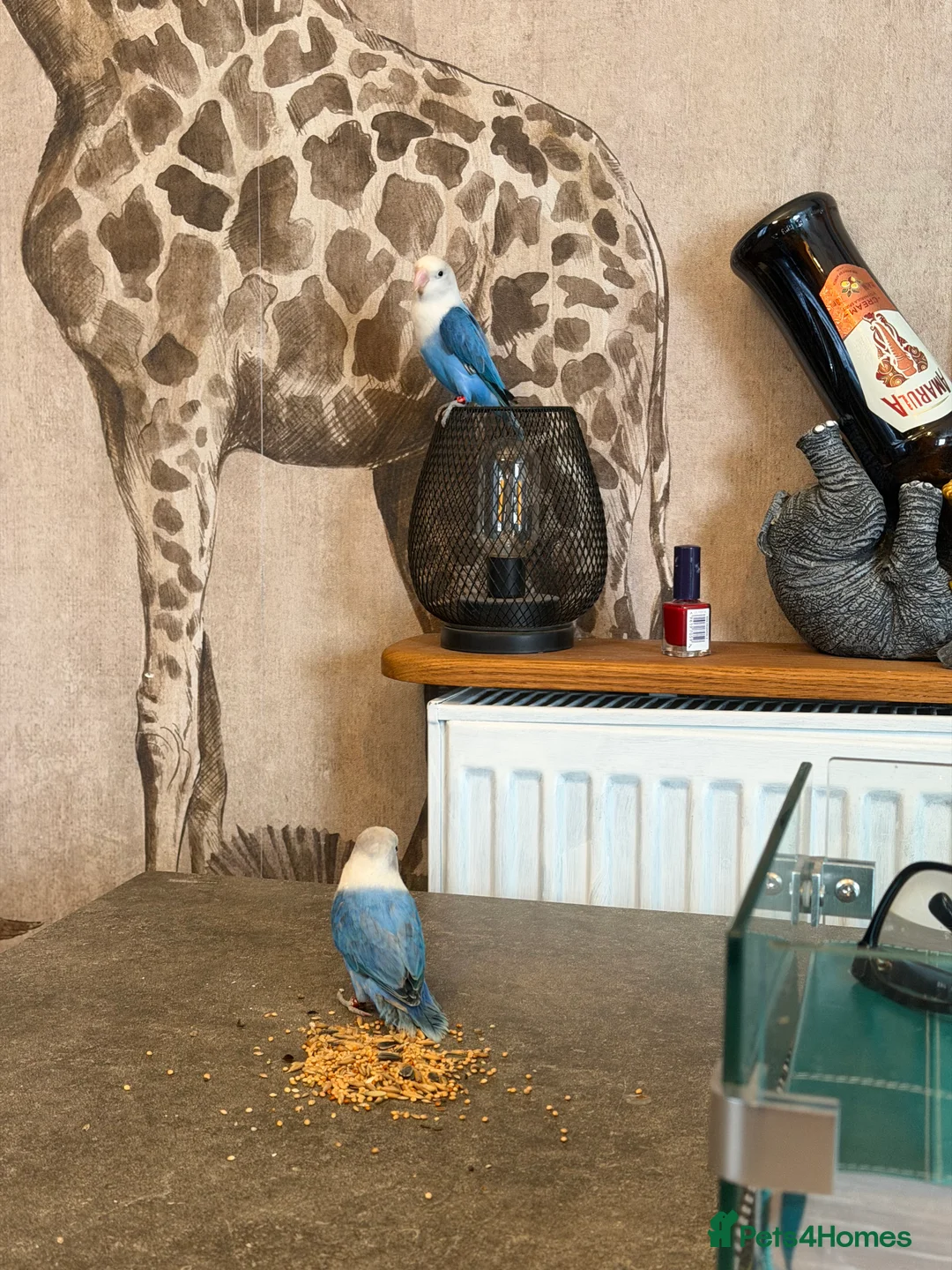 Lovebirds birds for sale: Opaline lovebirds  - Advert 8