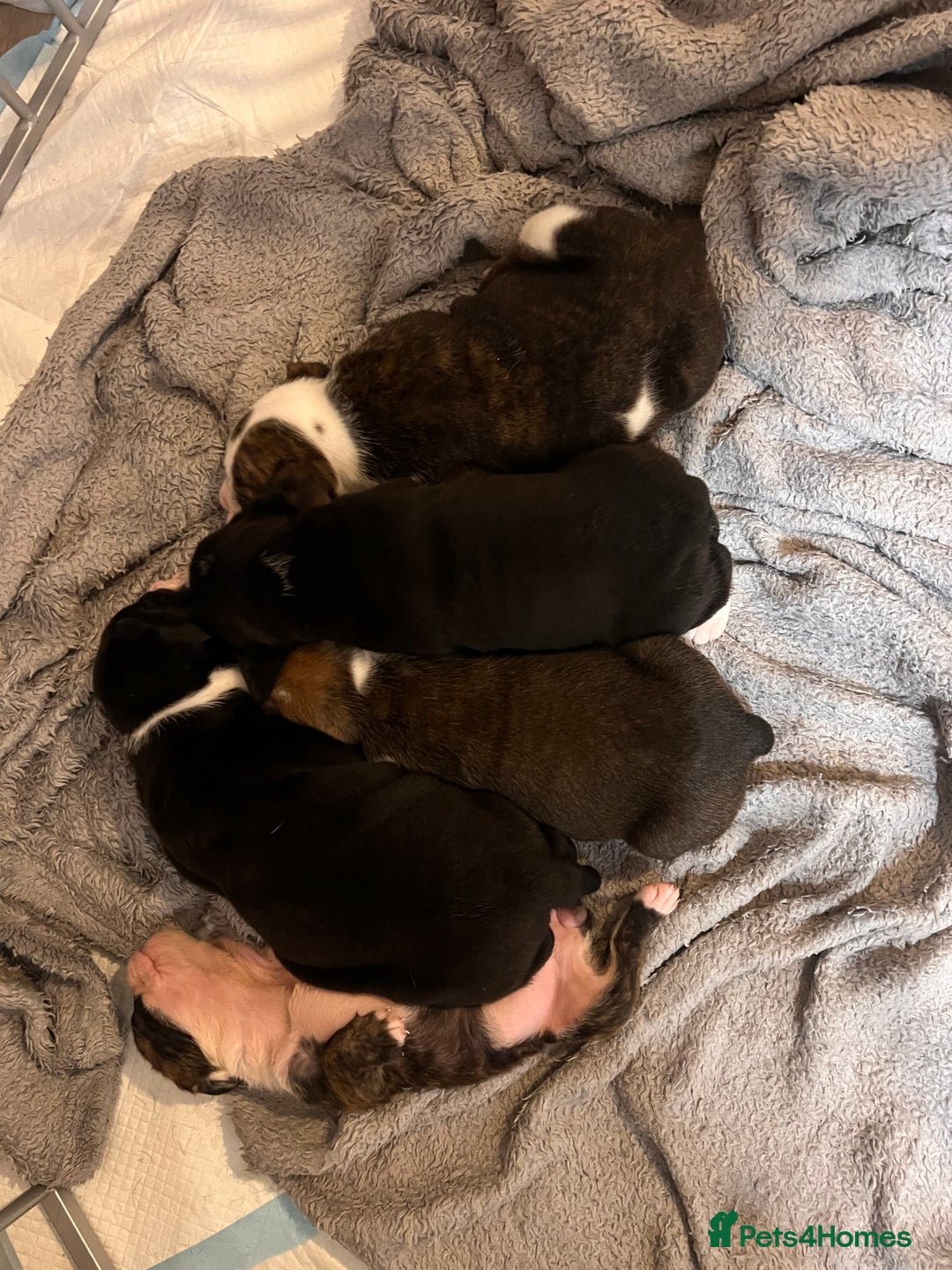 Old Tyme Bulldog dogs for sale: Old tyme bulldogs for sale - Image 9