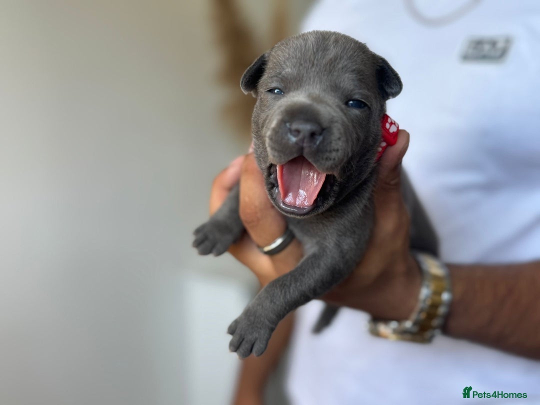 Staffordshire Bull Terrier dogs for sale: 😍😍 BEAUTIFUL & CHUNKY BLUES💙 - Image 6