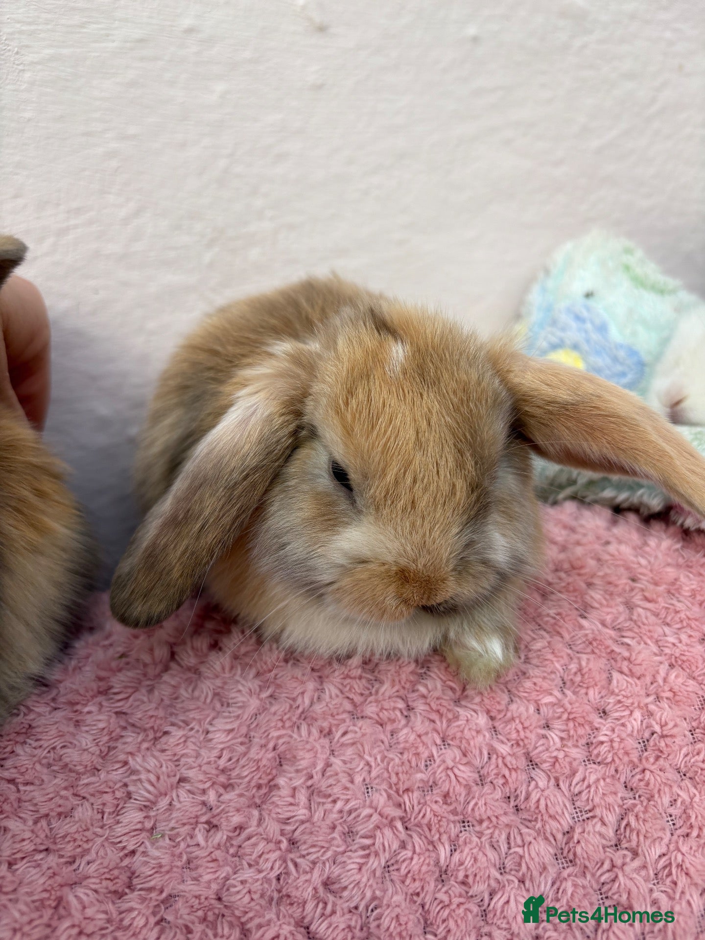 Mini Lop rabbits Mini lops-raised indoors-vaccinated  - Advert 2
