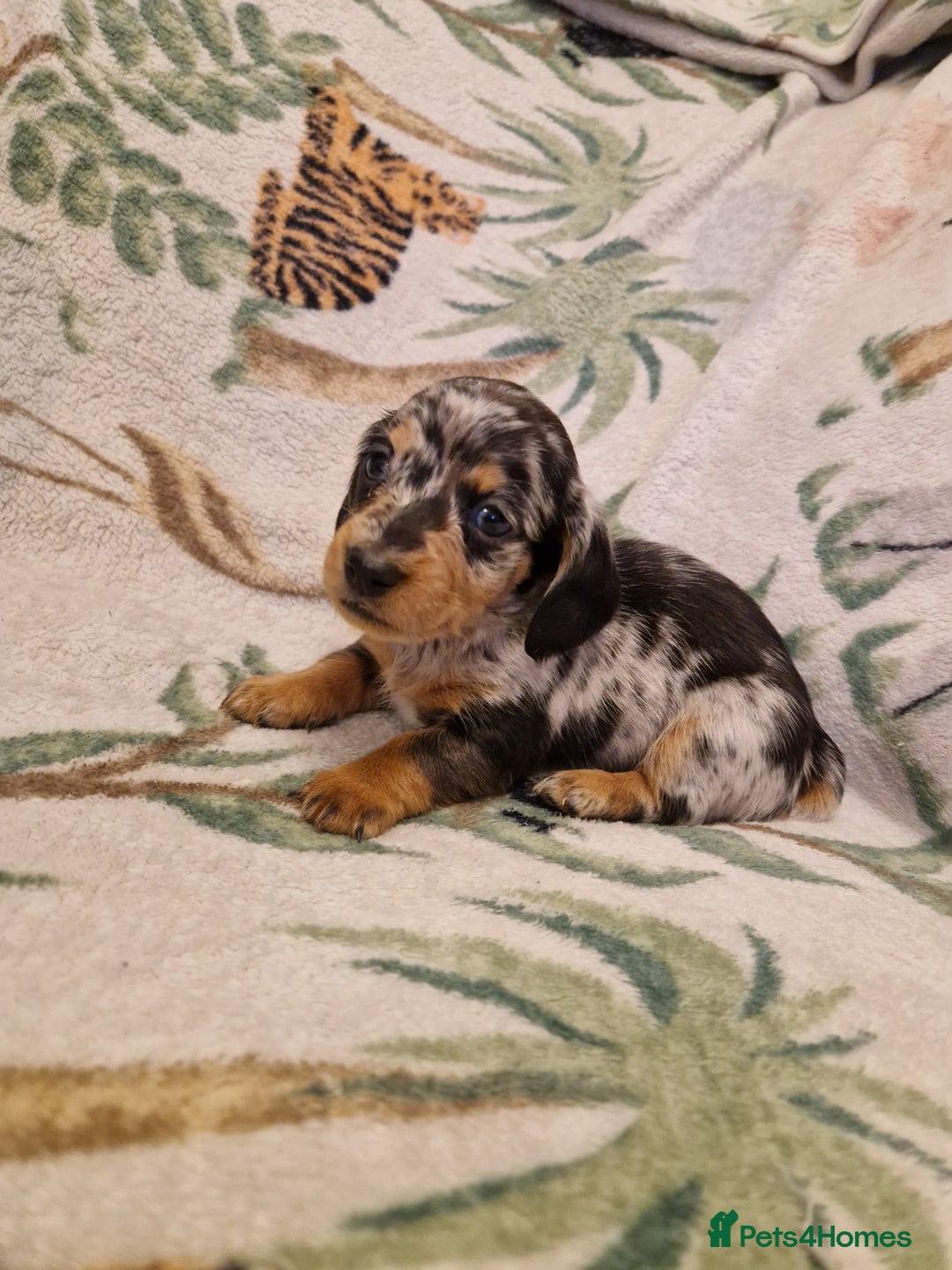 Miniature Dachshund dogs for sale: ⭐️🌈Beautiful miniature dachshunds🌈⭐️ - Advert 4