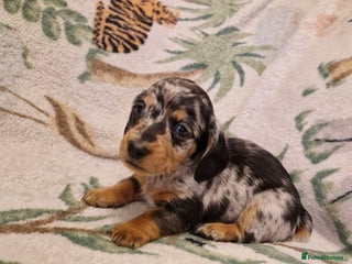 Miniature Dachshund dogs ⭐️🌈Beautiful miniature dachshunds🌈⭐️ - Advert 18