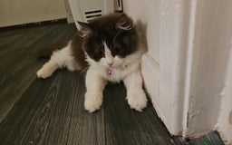 Ragdoll cats for sale: Ragdoll cross Scottish fold - Image 4