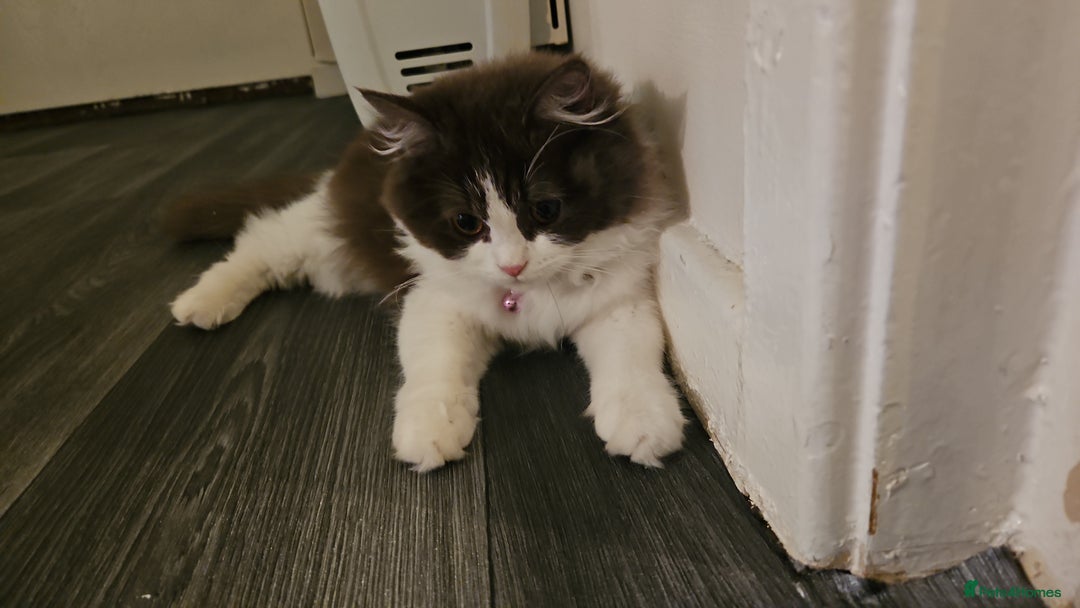 Ragdoll cats for sale: Ragdoll cross Scottish fold - Image 4