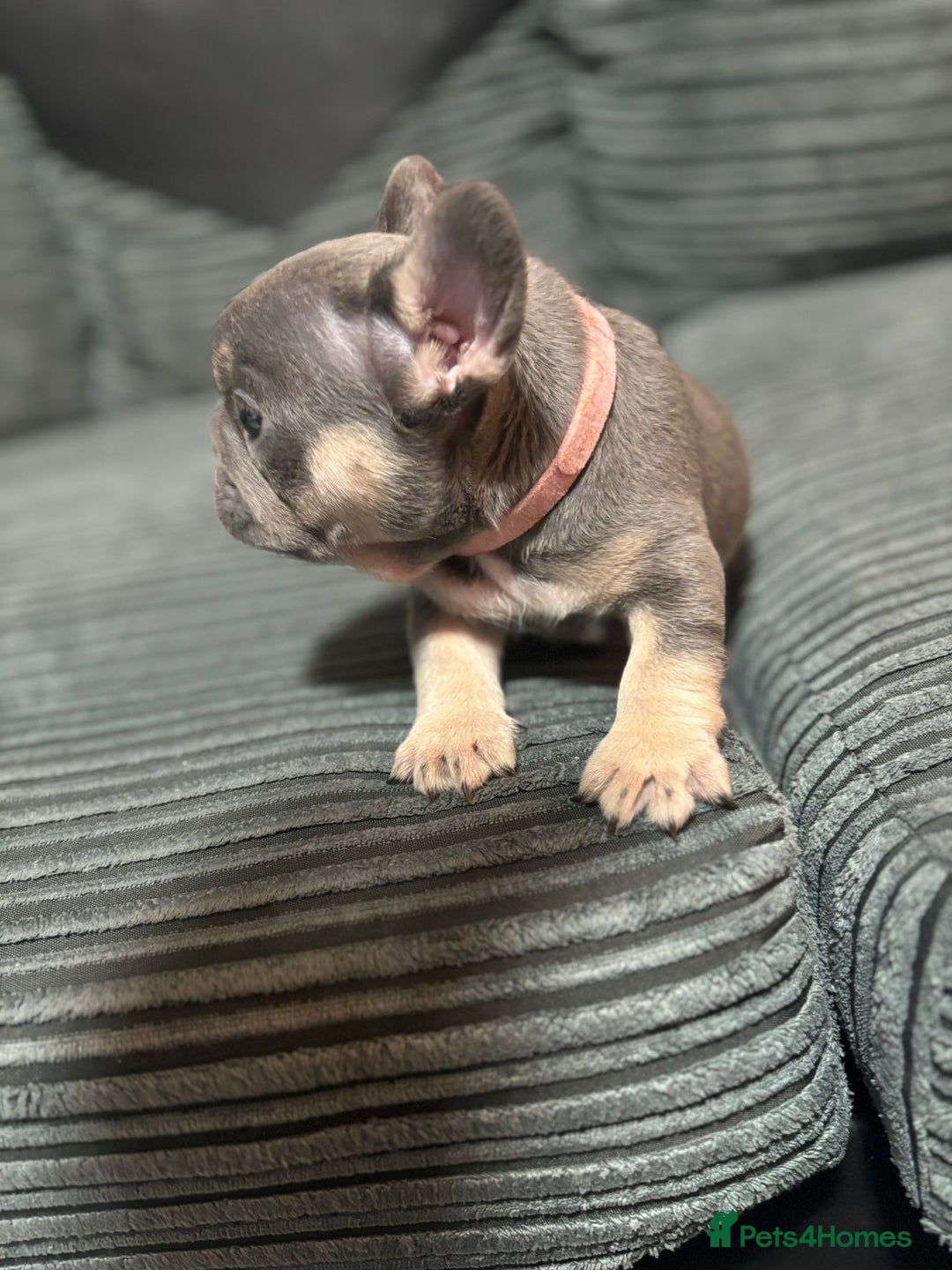 French Bulldog dogs for sale: Female lilac and tan french bulldog called Rose ❤️ - Advert 2