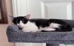 Oriental cats for sale: Ready now! Oriental shorthair kittens mix - Image 26