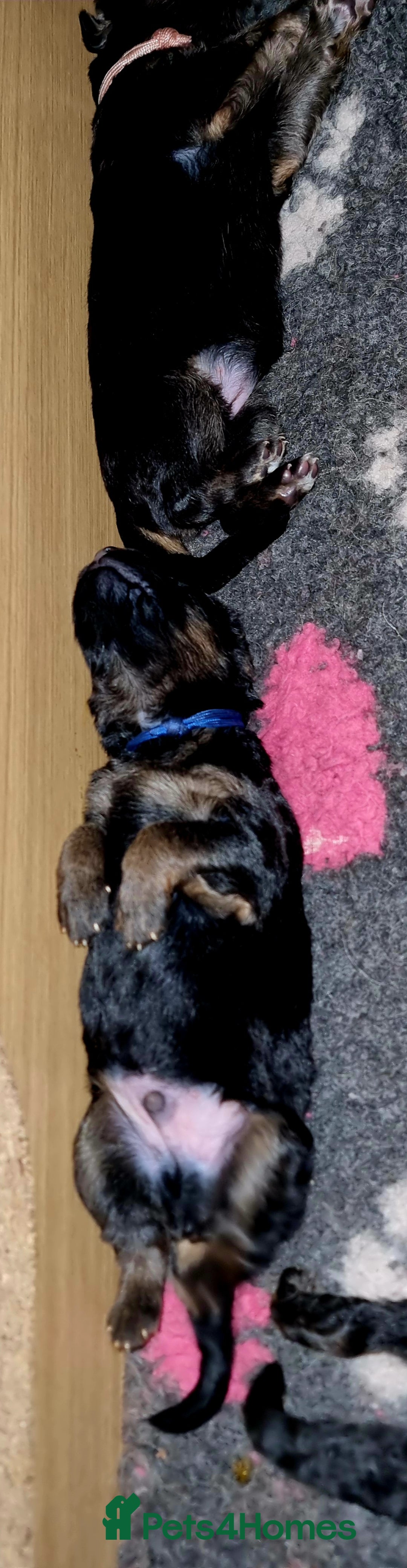 German Shepherd dogs for sale: German Shepherd puppies RKC registered  - Advert 1