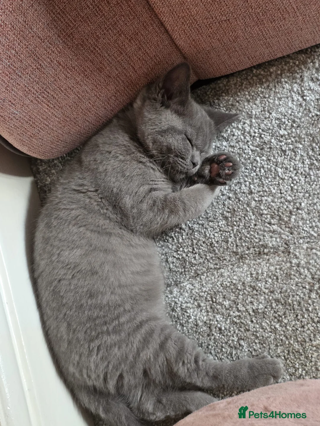 British Shorthair cats for sale: British Shorthair - Advert 5