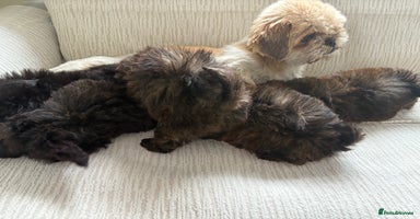 Mixed Breed dogs - Advert 5