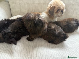 Mixed Breed dogs - Advert 5