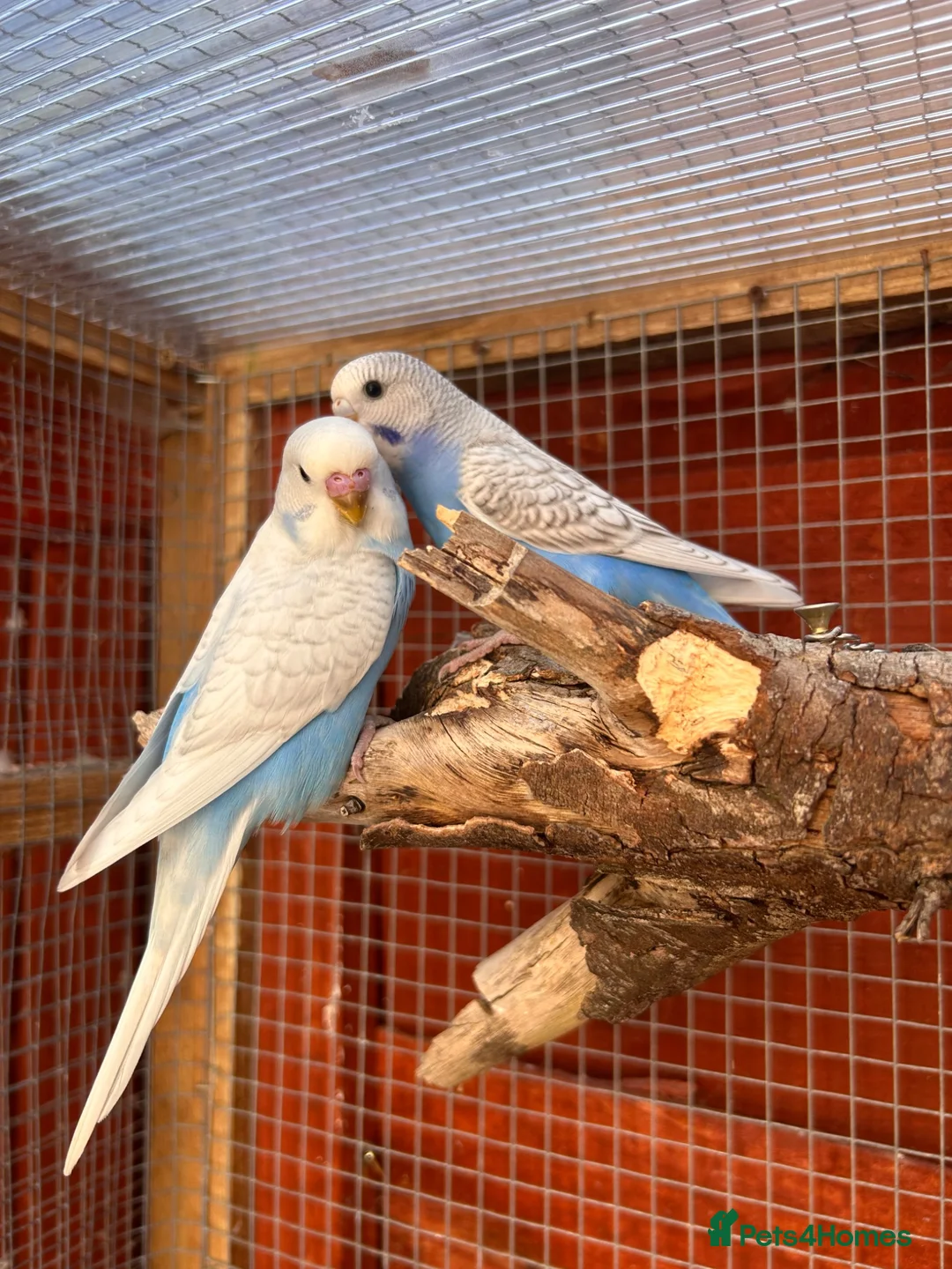 Budgerigars birds for sale: Baby budgies  - Advert 4