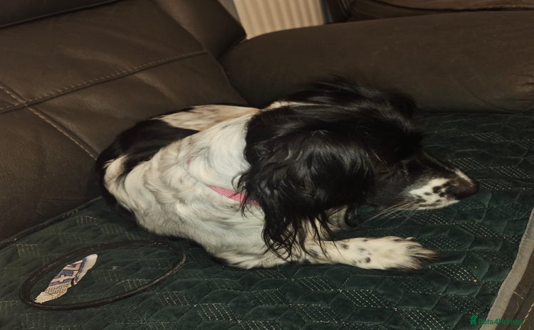 Mixed Breed dogs Two little black and white male pups left  - Advert 1