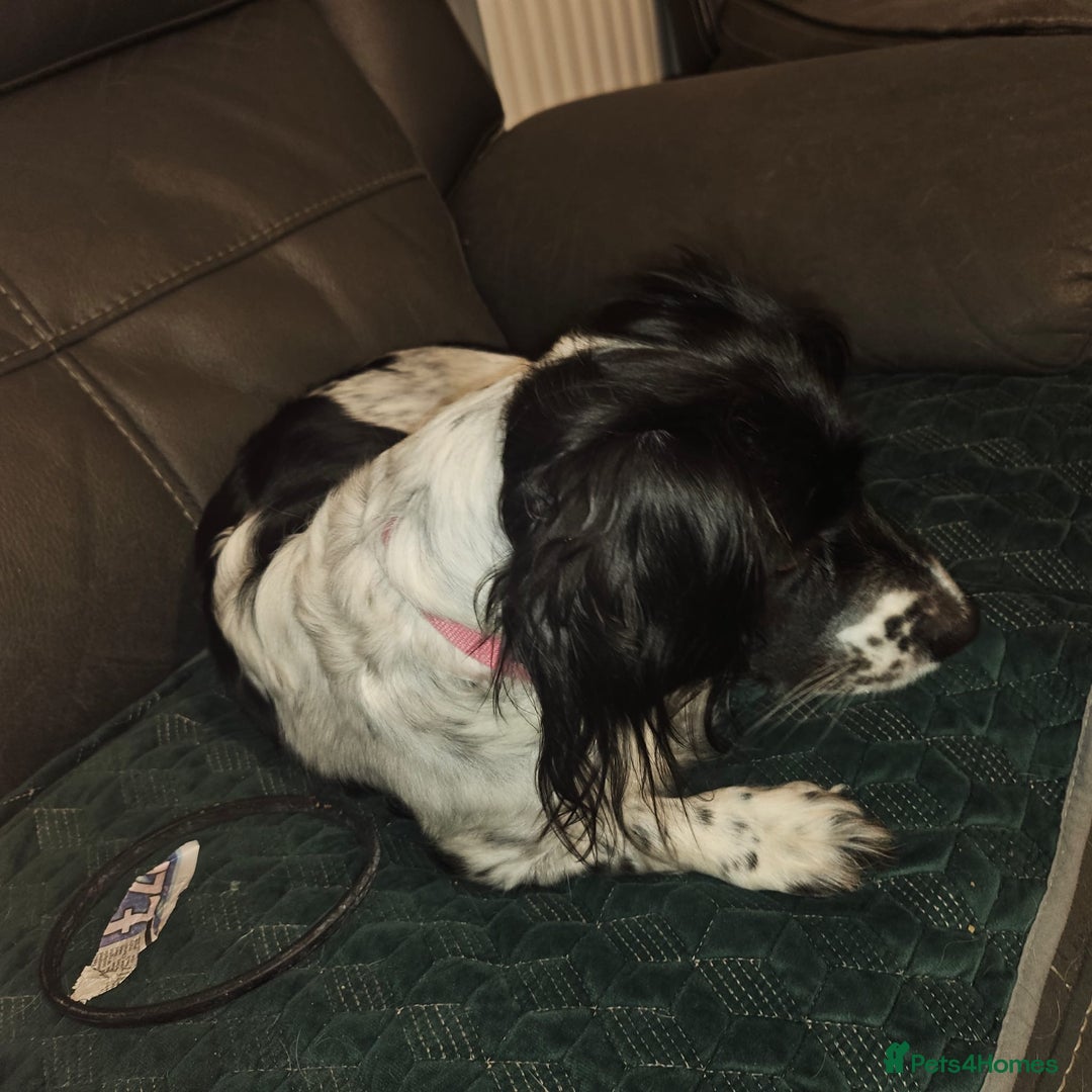 Mixed Breed dogs for sale: Two little black and white male pups left  - Advert 1