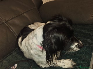 Mixed Breed dogs Two little black and white male pups left - Advert 1