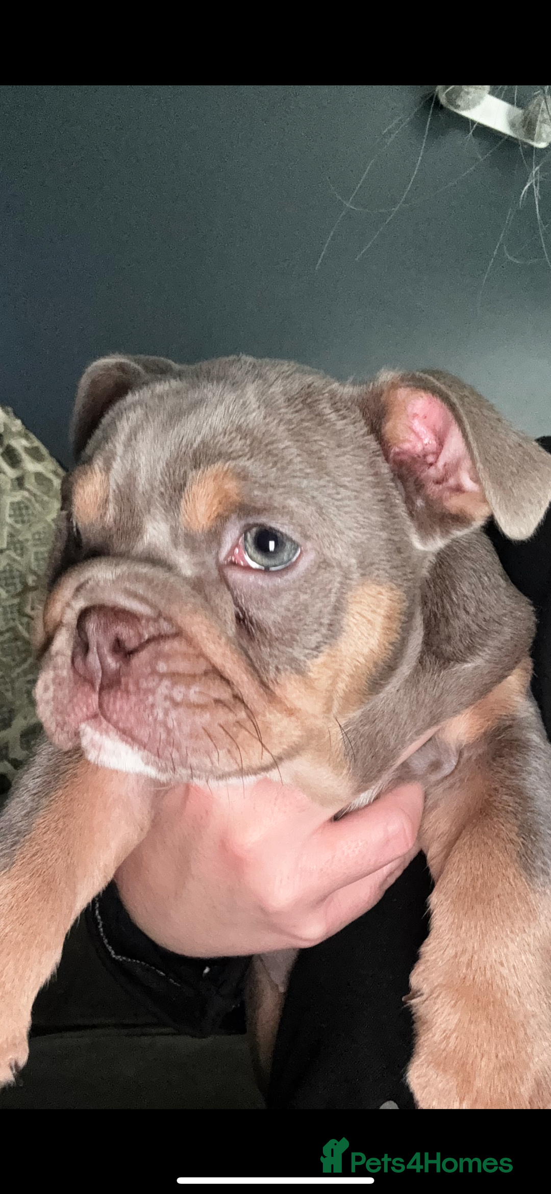 English Bulldog dogs for sale: 2 Lilac Tri english bulldogs - Advert 14