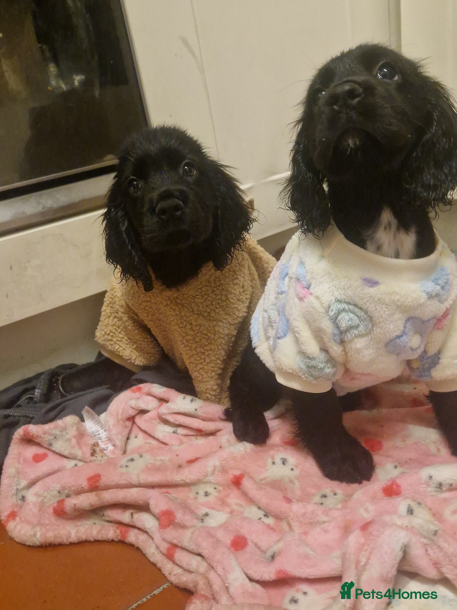 Cockerdor dogs for sale: Here is spencer hes the last boy  in Leek - Advert 6