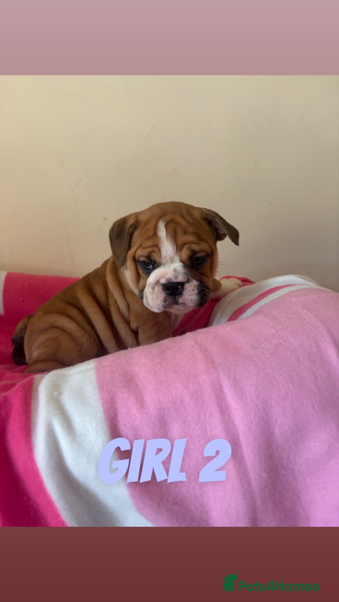 English Bulldog dogs TRADITIONAL BULLDOGS READY FOR THEIR FOREVER HOMES - Advert 18