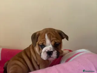 English Bulldog dogs TRADITIONAL BULLDOGS READY FOR THEIR FOREVER HOMES - Advert 18