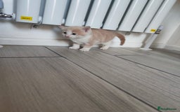 Mixed Breed cats for sale: 4 Mixed Breed Kittens  - Image 8