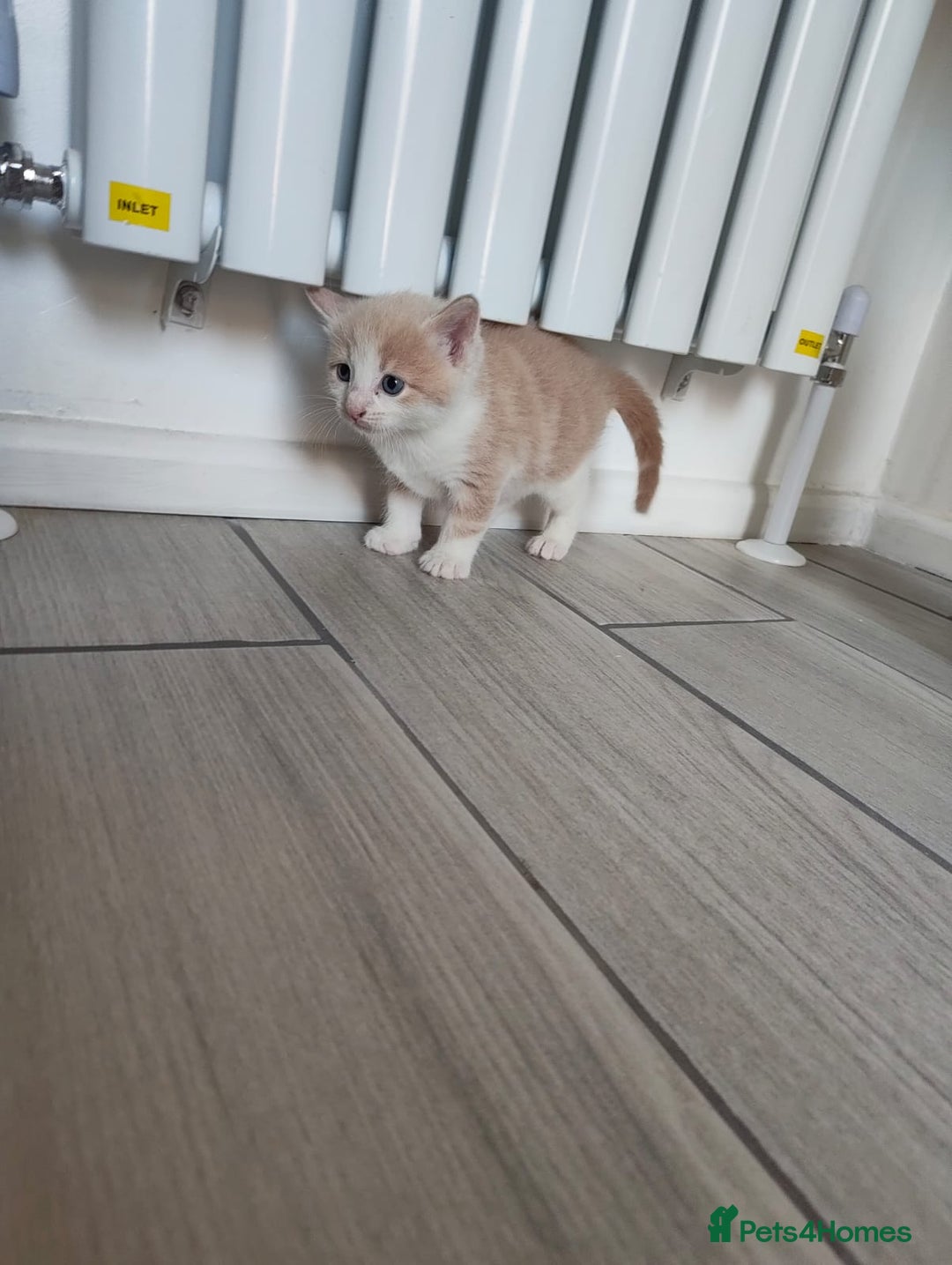 Mixed Breed cats for sale: 4 Mixed Breed Kittens  - Image 8