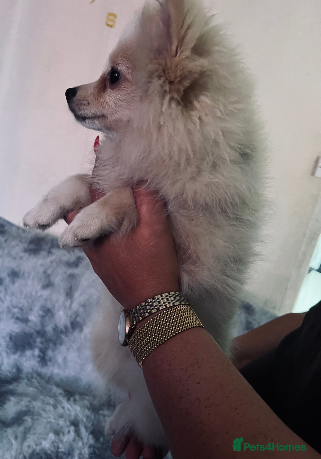 Pomeranian dogs for sale: Pomeranian girls and boys available  - Image 11