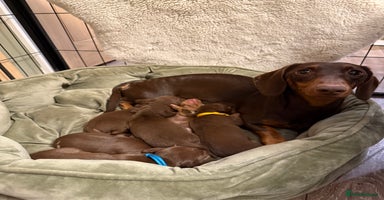 Miniature Dachshund dogs - Advert 7