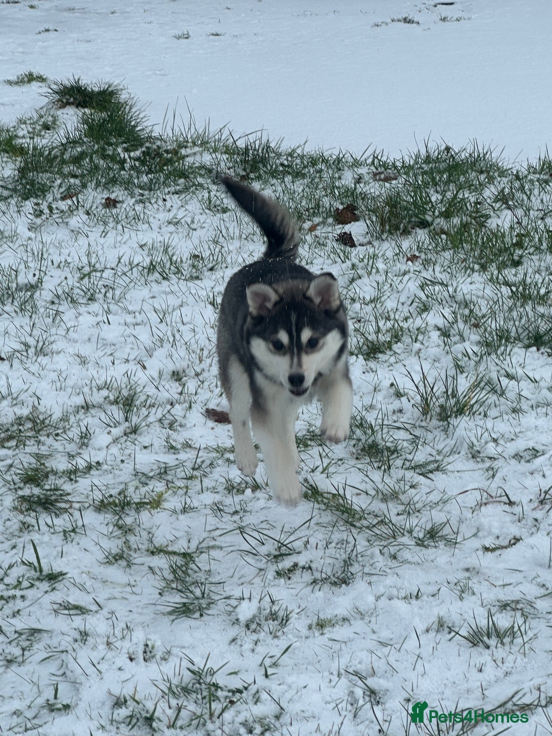 Pomsky dogs for sale: F3 perfect husky markings male Pomsky puppy  - Advert 5